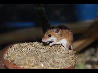 African Pygmy Mouse image