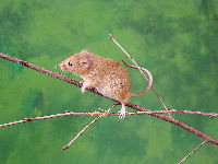Eurasian Harvest Mouse image