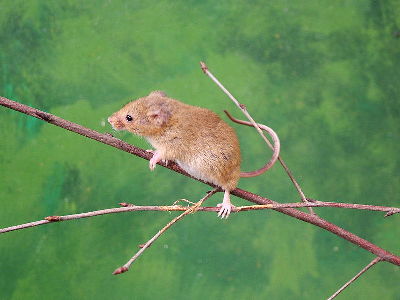 Mouse  -  Eurasian Harvest Mouse