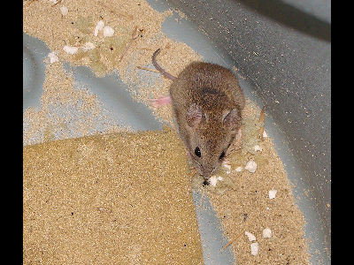 Mouse  -  Small Vesper Mouse
