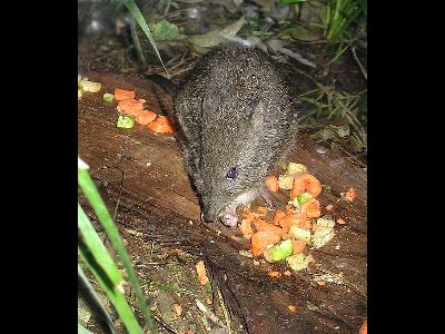 Mouse  -  Spinifex Hopping Mouse