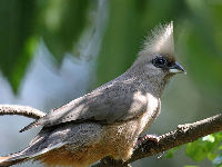 Speckled Mousebird image