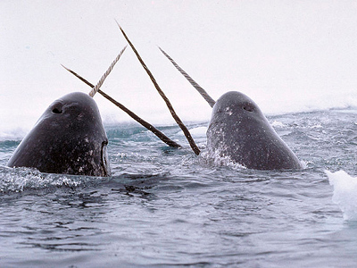 Narwhal  
