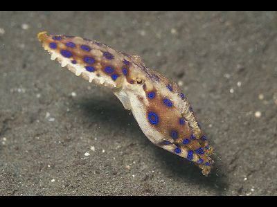 Octopus  -  Blue-ringed Octopus