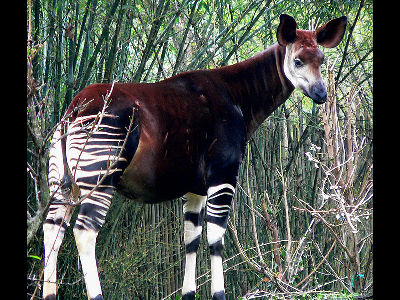 Okapi  