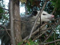 Virginia Opossum image