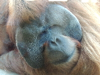 Orangutan image
