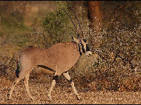 Oryx image