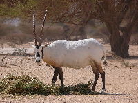 Arabian Oryx image