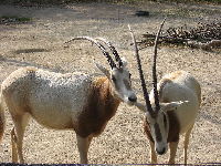 Scimitar-Horned Oryx image
