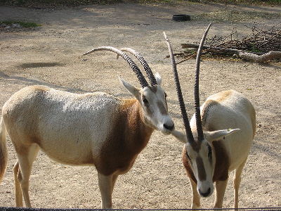Oryx  -  Scimitar-Horned Oryx