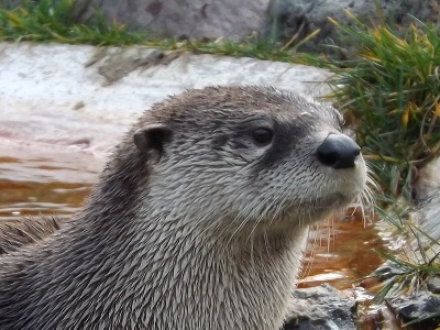 Otter  -  North American River Otter