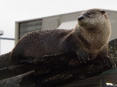 Otter  -  North American River Otter