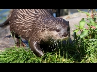 Oriental Small-clawed Otter image