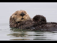 Sea Otter image