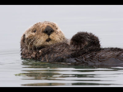 Otter  -  Sea Otter