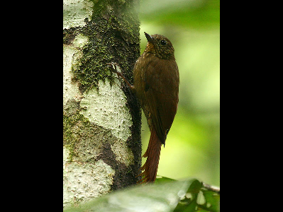 Ovenbird  -  Wedge-billed Woodcreeper
