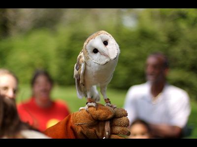 Owl  -  Barn Owl