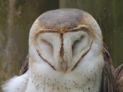 Owl  -  Barn Owl