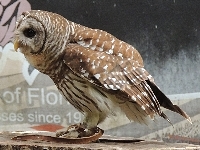 Barred Owl image