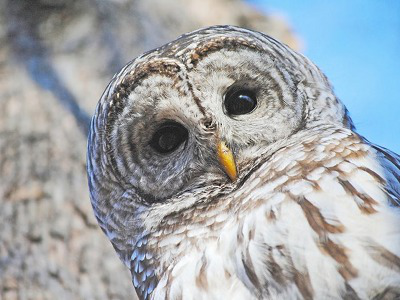 Owl  -  Barred Owl