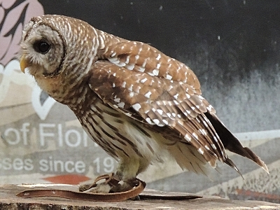 Owl  -  Barred Owl