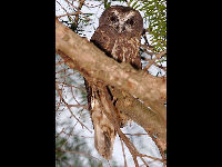 Boobook Owl image