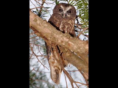 Owl  -  Boobook Owl