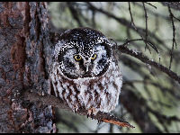 Boreal Owl image
