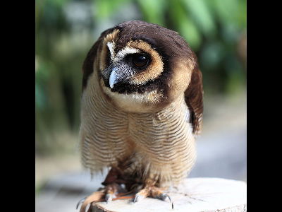 Owl  -  Brown Wood Owl