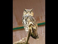 Cape Eagle Owl image