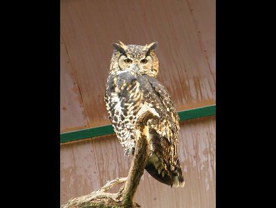 Owl  -  Cape Eagle Owl