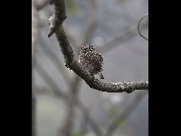 Collared Owlet image