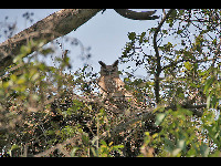 Dusky Eagle Owl image