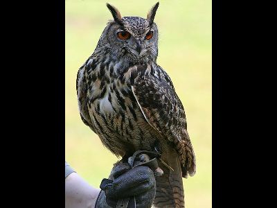 Owl  -  Eagle Owl