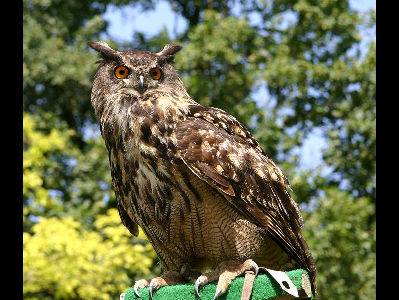 Owl  -  Eurasian Eagle-Owl