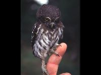 Ferruginous Pygmy Owl image
