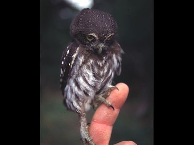 Owl  -  Ferruginous Pygmy Owl
