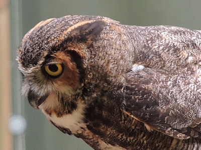Owl  -  Great Horned Owl