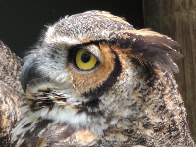Owl  -  Great Horned Owl