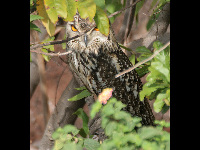 Indian Eagle Owl image