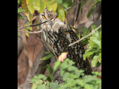 Owl  -  Indian Eagle Owl