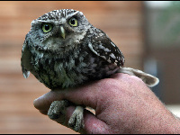 Little Owl image