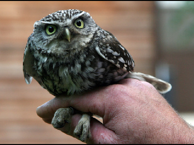 Owl  -  Little Owl