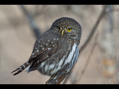 Owl  -  Northern Pygmy Owl