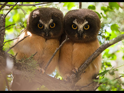 Owl  -  Northern Saw-whet Owl