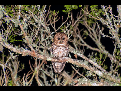 Owl  -  Rusty-barred Owl