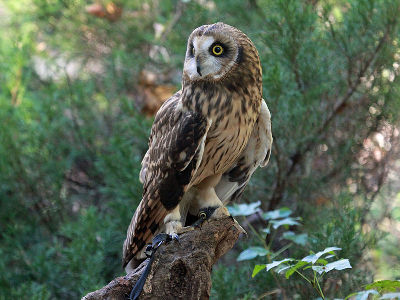 Owl  -  Short-eared Owl