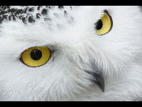 Snowy Owl image