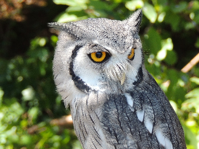 Owl  -  Southern White-faced Scops Owl